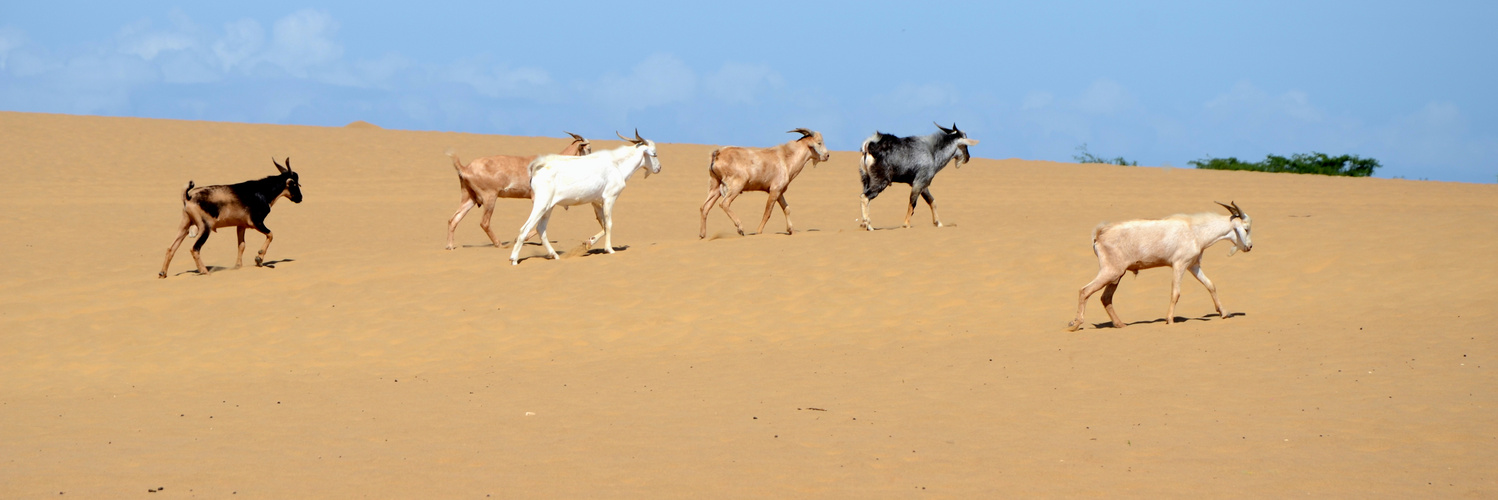 Goats in Medanos de Coro, Venezuela