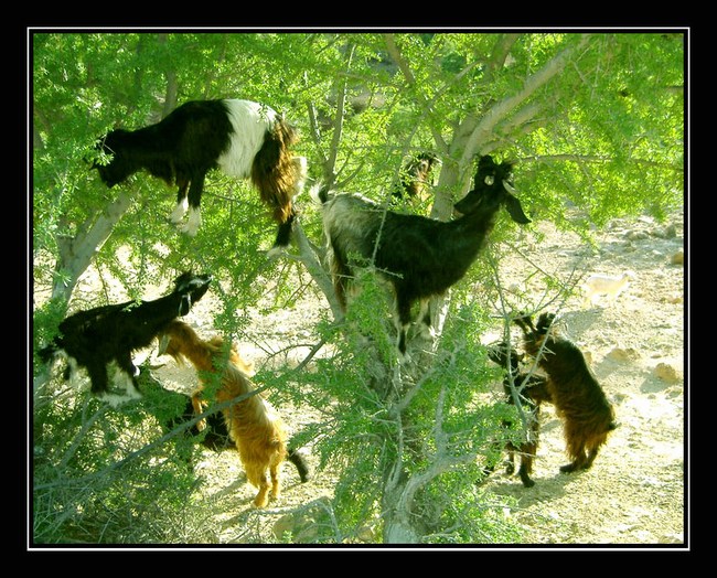 Goats on the Argan Tree