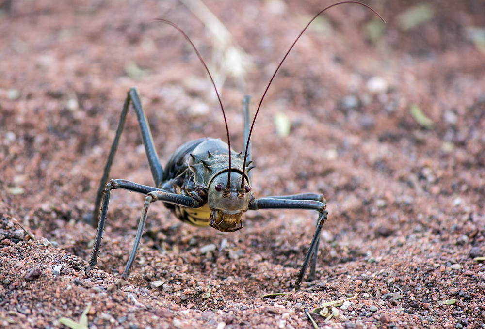 Gobabis Prawn