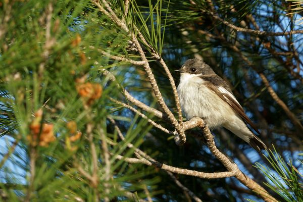 Gobe mouche à tête noir 