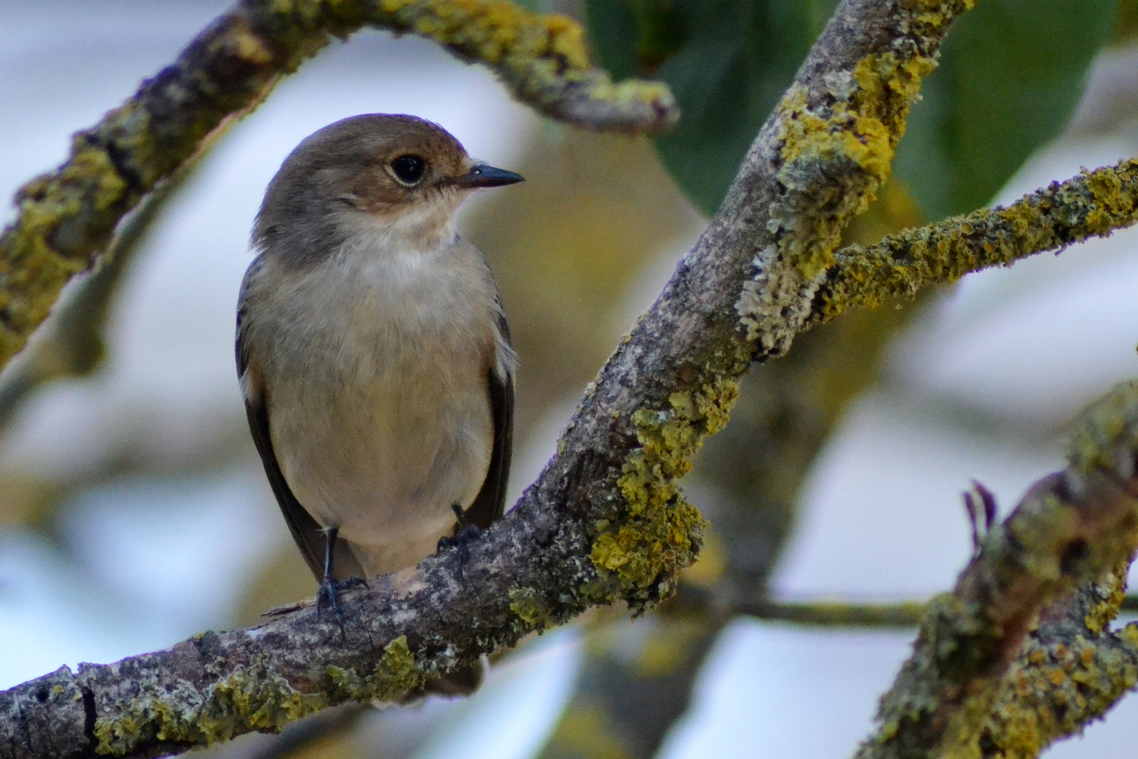 gobe-mouche noir