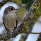 gobe-mouche noir