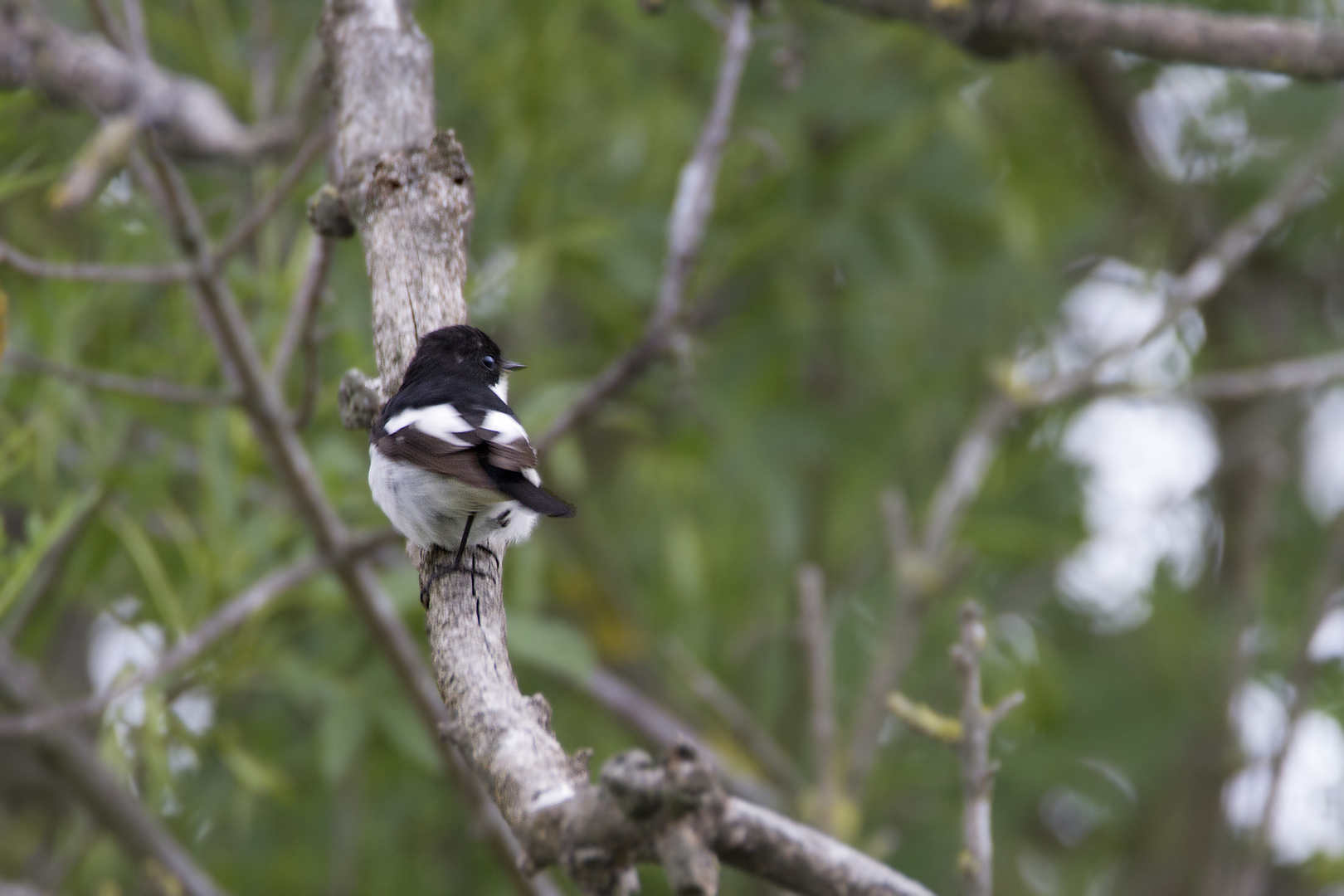 Gobemouche noir