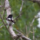 Gobemouche noir