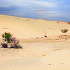 Gobi desert