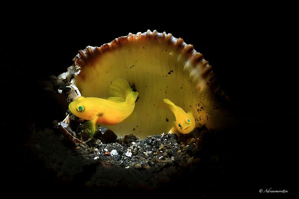 gobidi gialli nella conchiglia 