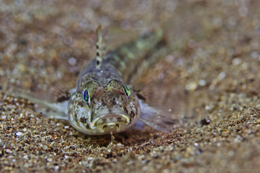 gobius geniporus