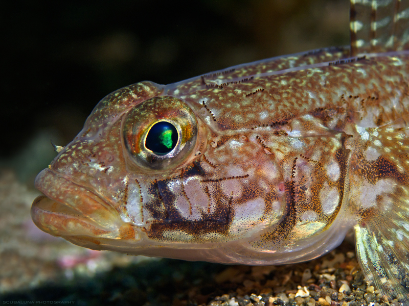 Gobius geniporus