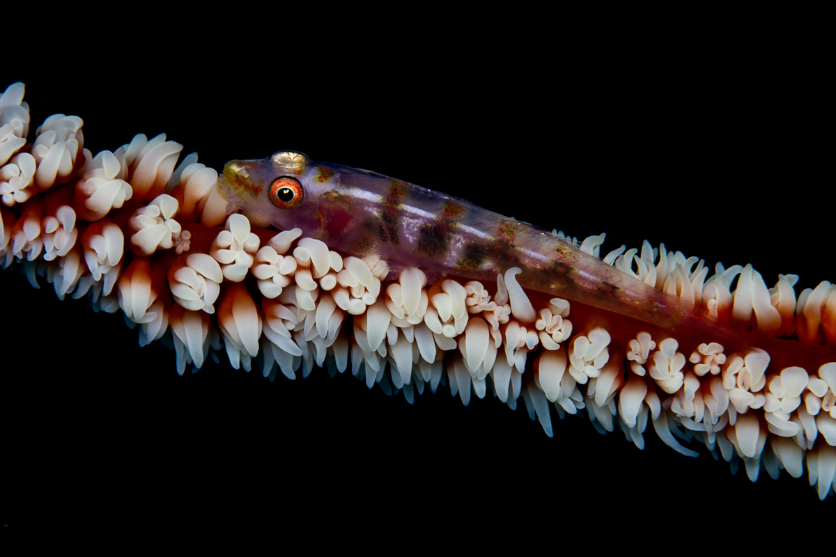 Goby