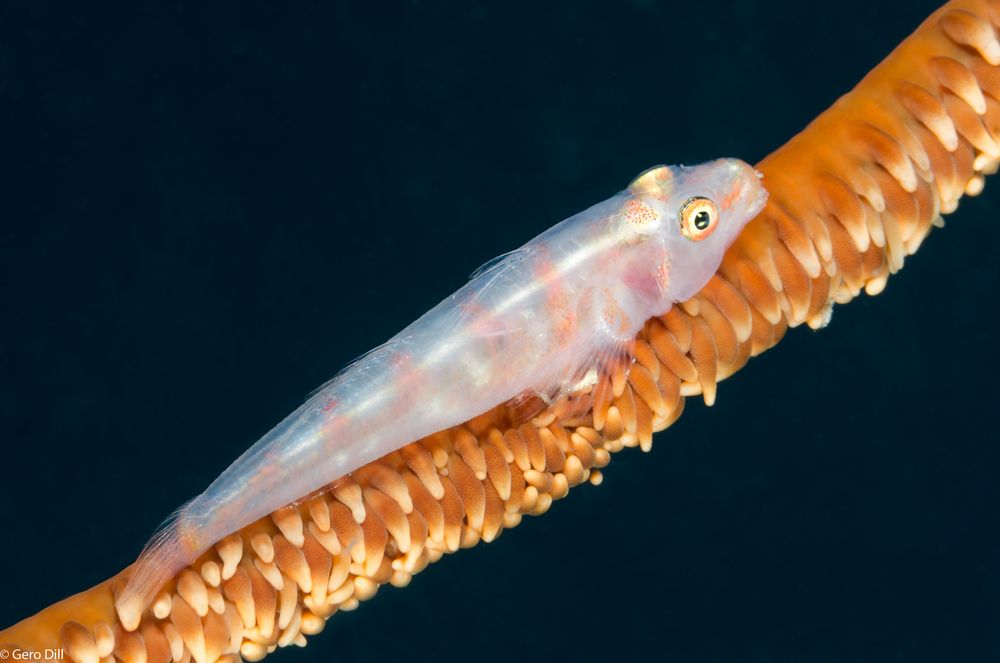 GOBY 2