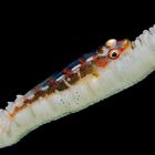 GOBY 3