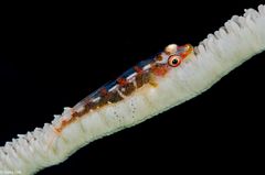 GOBY 3