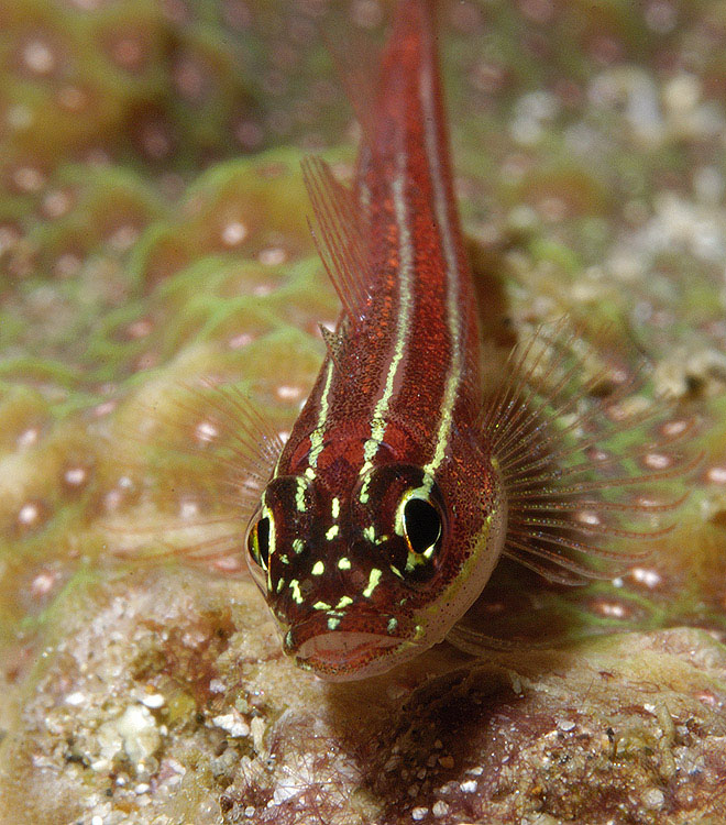 Goby