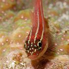 Goby