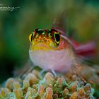 GOBY