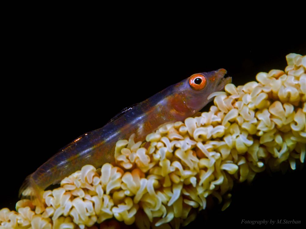 Goby