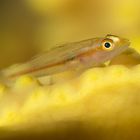 Goby