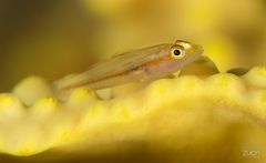 Goby