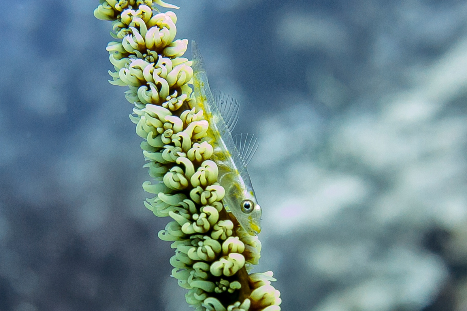 Goby auf Peitschenkoralle