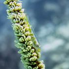 Goby auf Peitschenkoralle