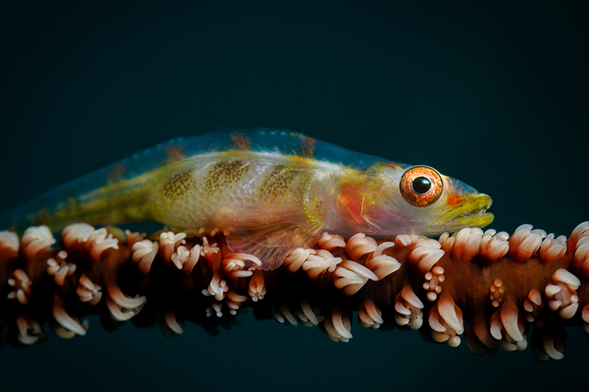 Goby