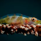 Goby