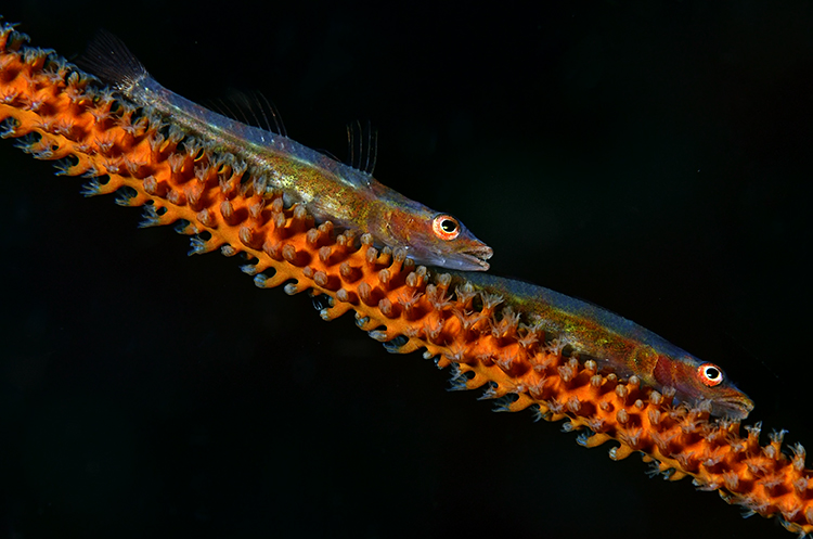 Goby Couple