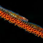 Goby Couple