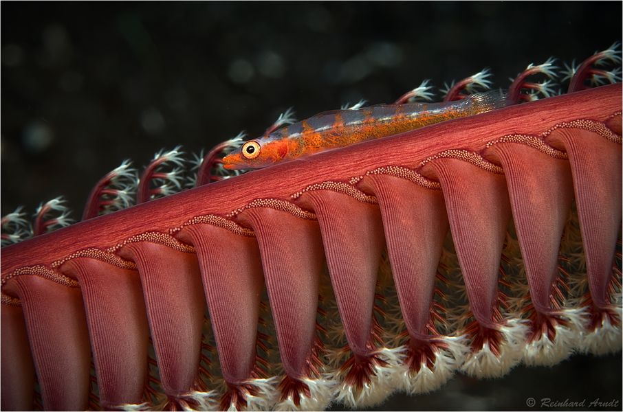 Goby