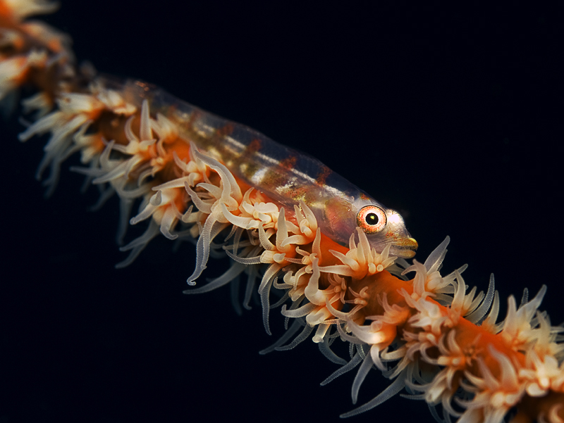 Goby II