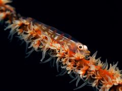 Goby II