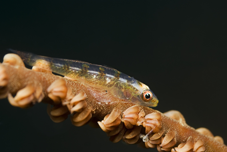 GOBY III