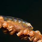 GOBY III