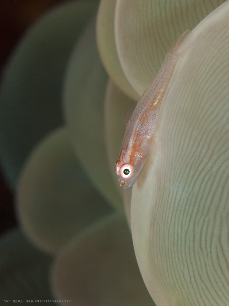 Goby on a bubble coral (reload)