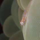 Goby on a bubble coral (reload)