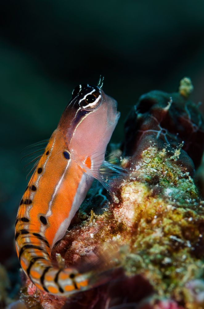 Goby vor Siladen Island