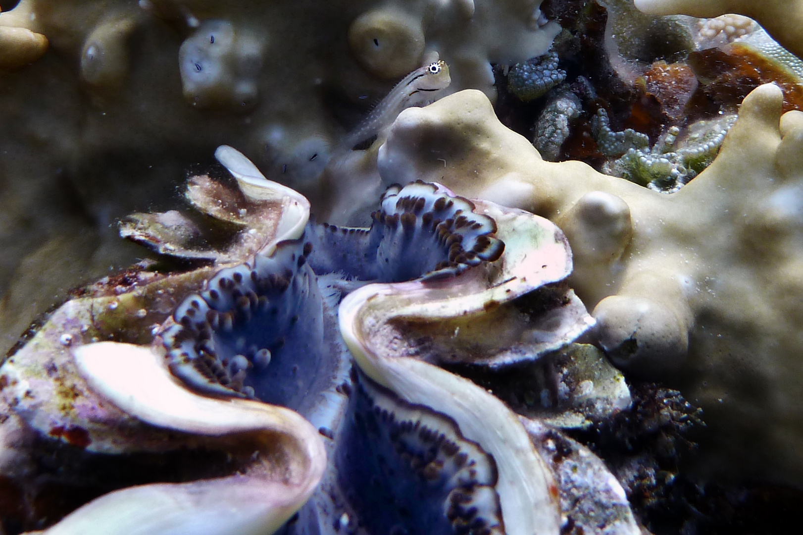 Goby with conch