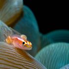 goby with parasites