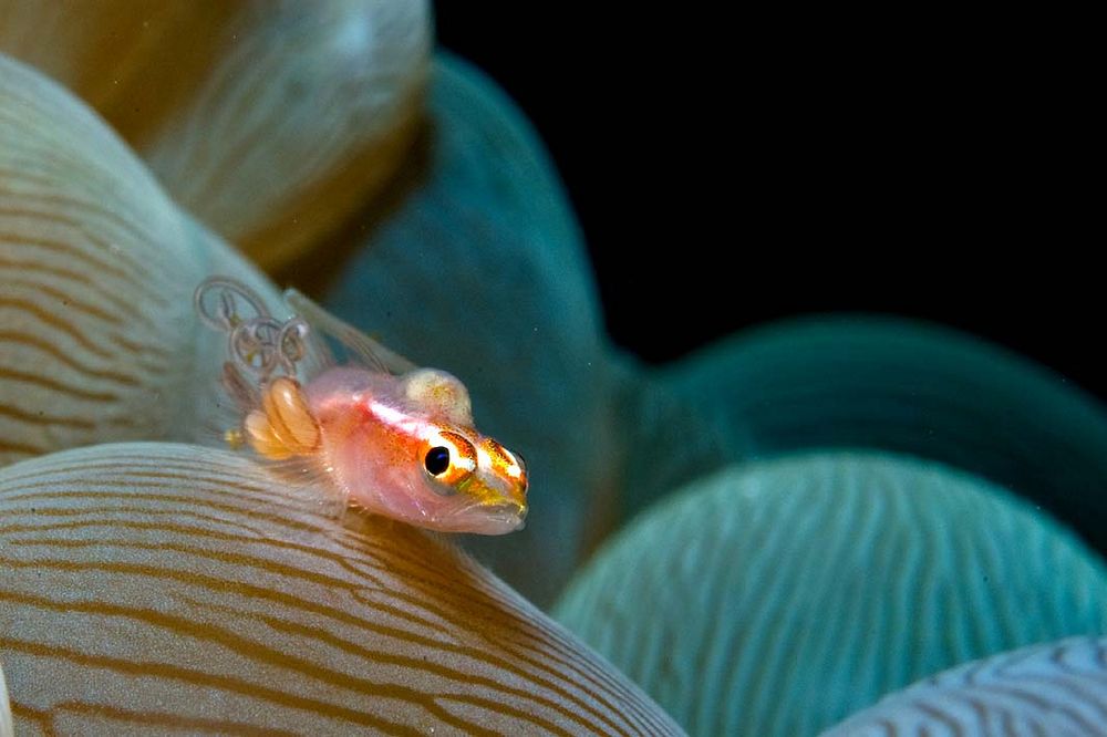 goby with parasites