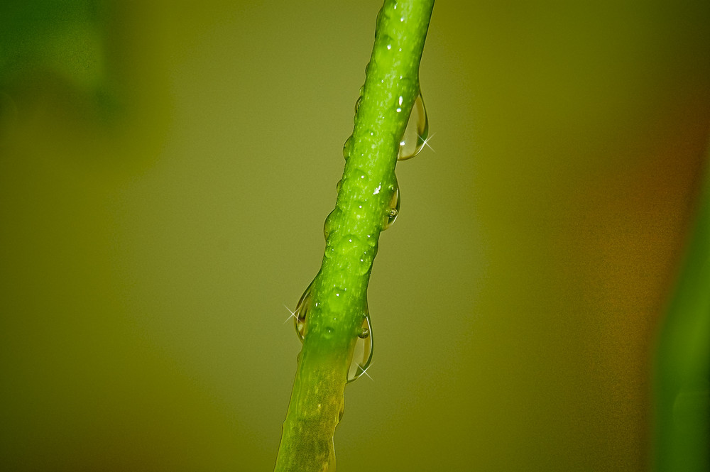 Gocce d'acqua