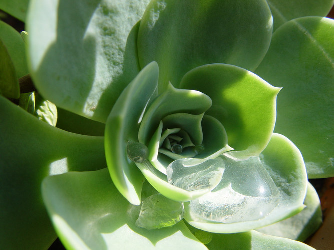 Gocce d'acqua su rosa del deserto