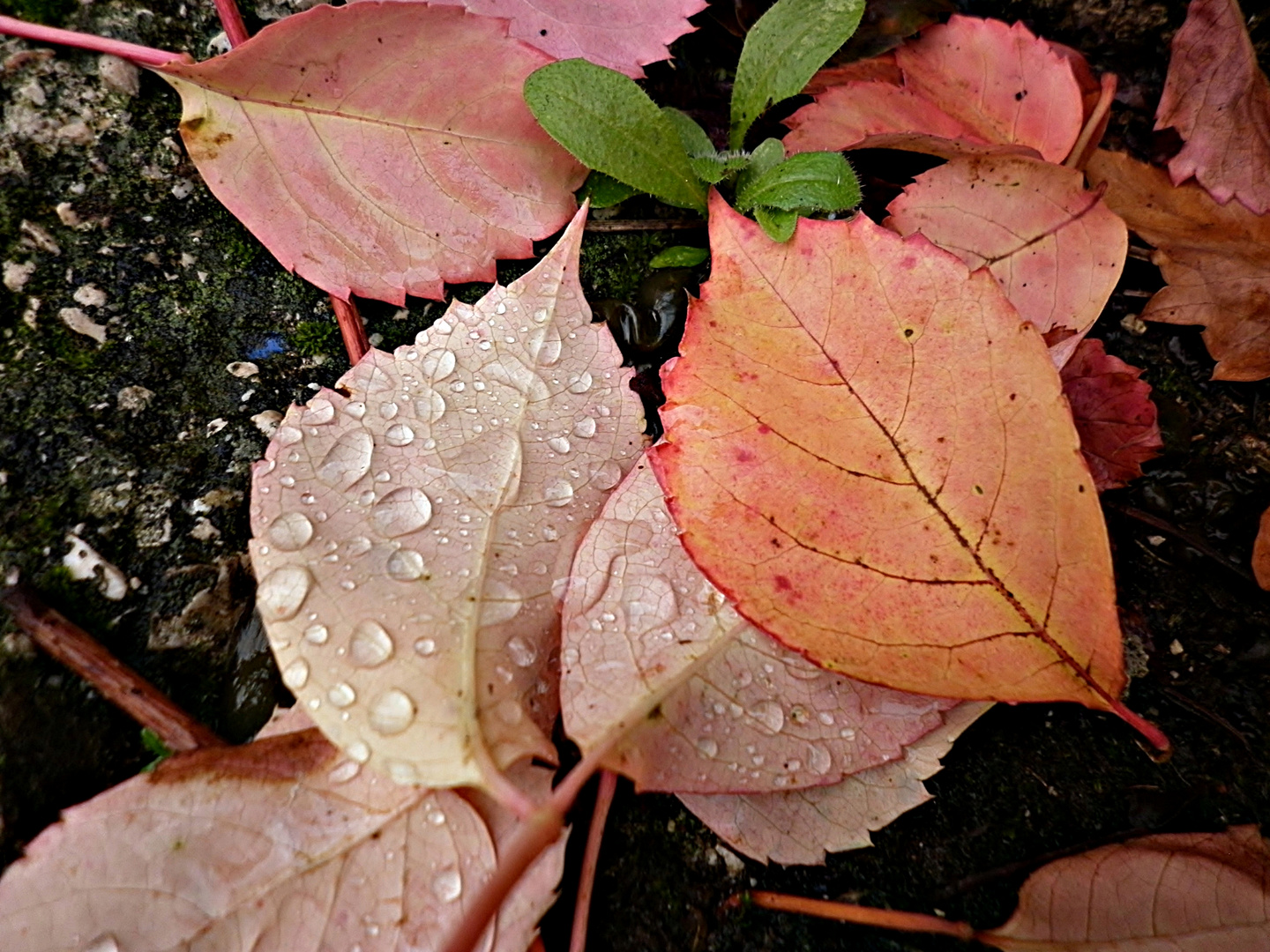 Gocce di Novembre