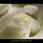 gocce di rugiada su rosa bianca