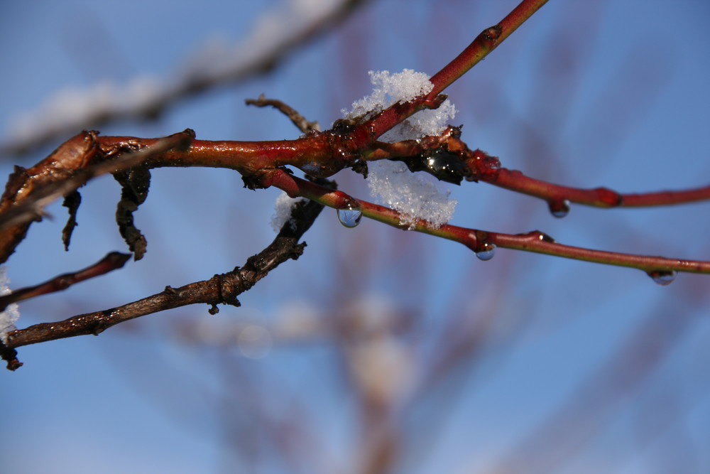 Gocce d'inverno