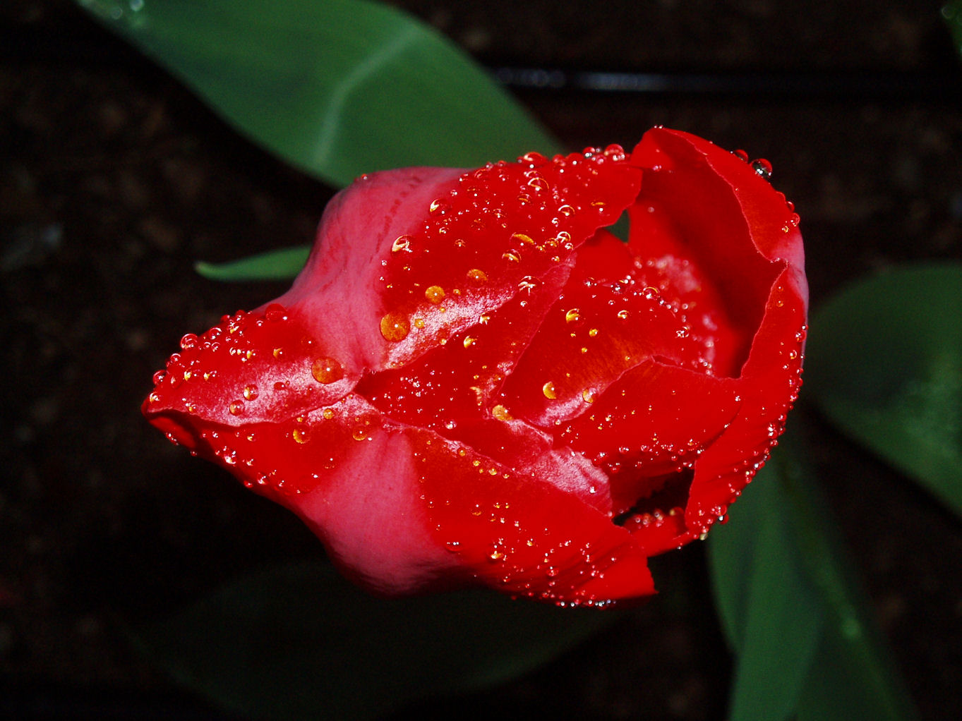 Gocce su Tulipano - 8 Aprile 2007