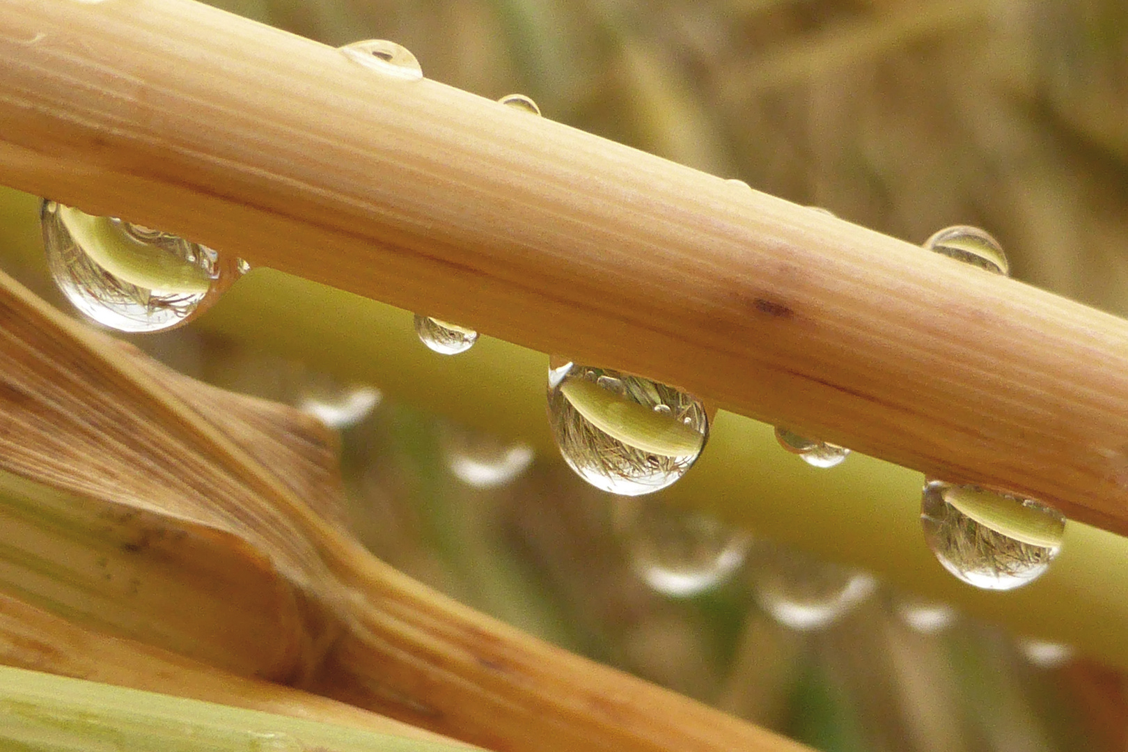 gocce.tra le spighe del grano...