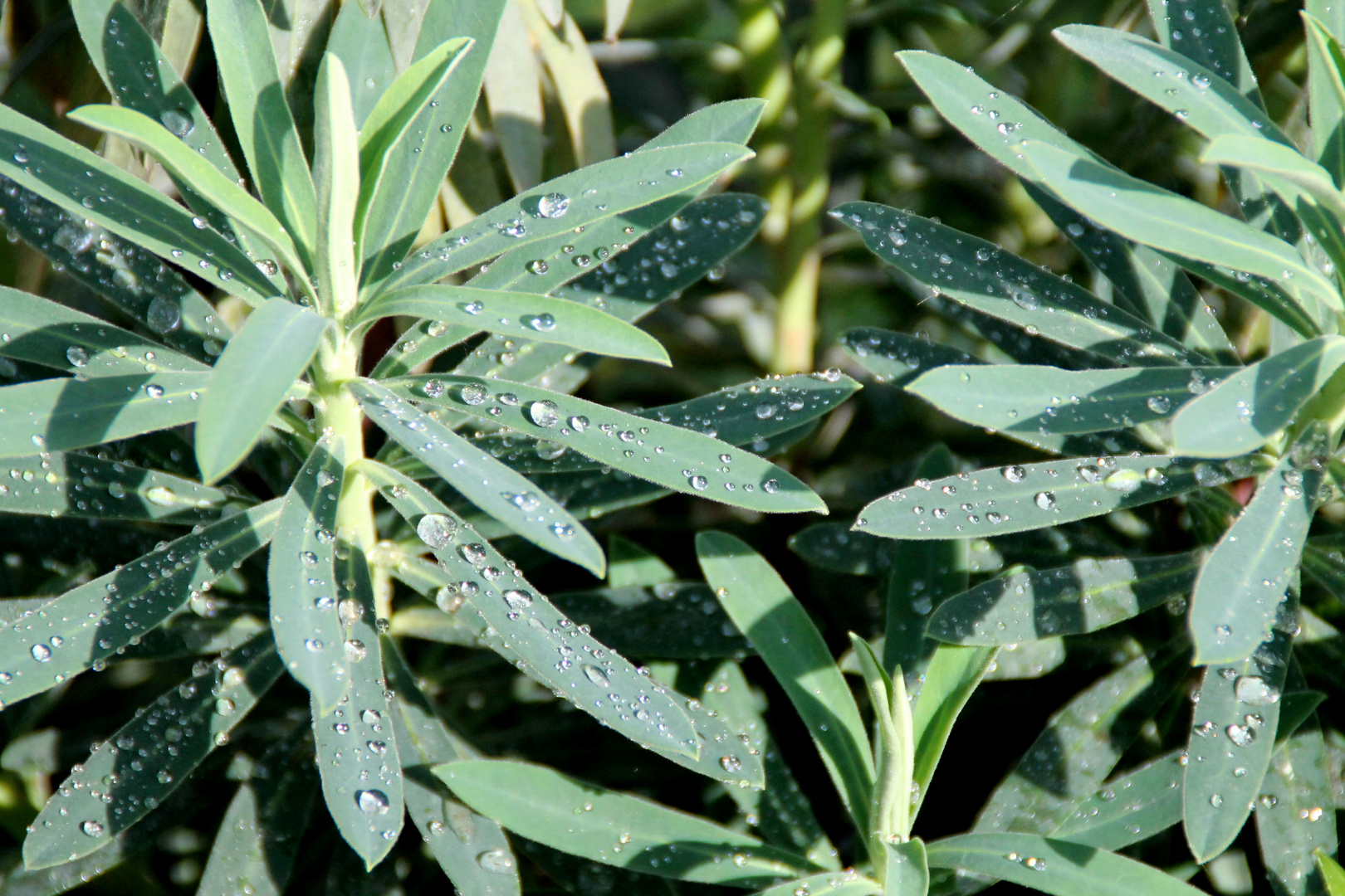 goccia d'acqua