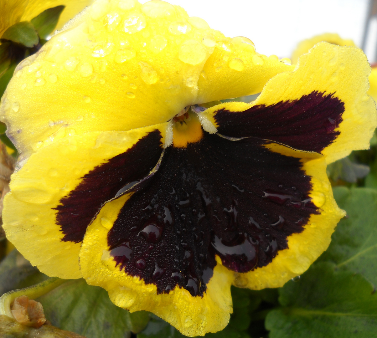 goccia d'acqua sul fiore