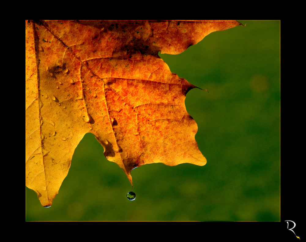 goccia d'autunno