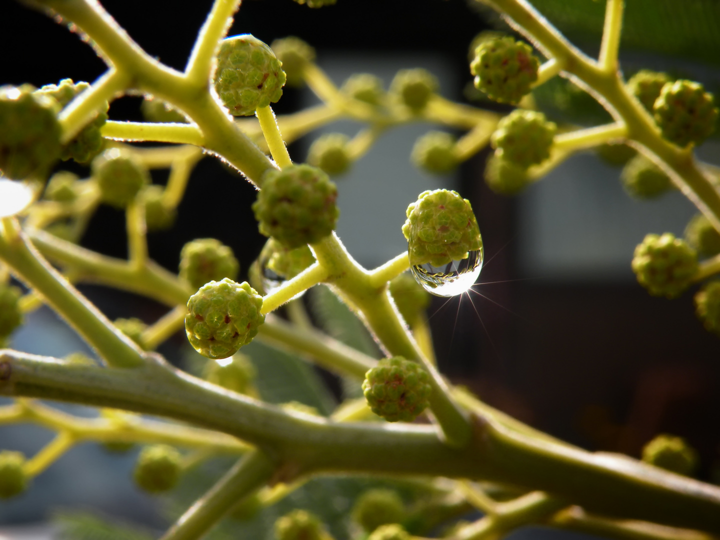 Goccia di mimosa